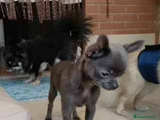 Chihuahua cani Chihuahua con pedigree ENCI - Annuncio 1