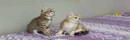 Scottish gatti in vendita: Cuccioli razza scottish straight e fold - Annuncio 8