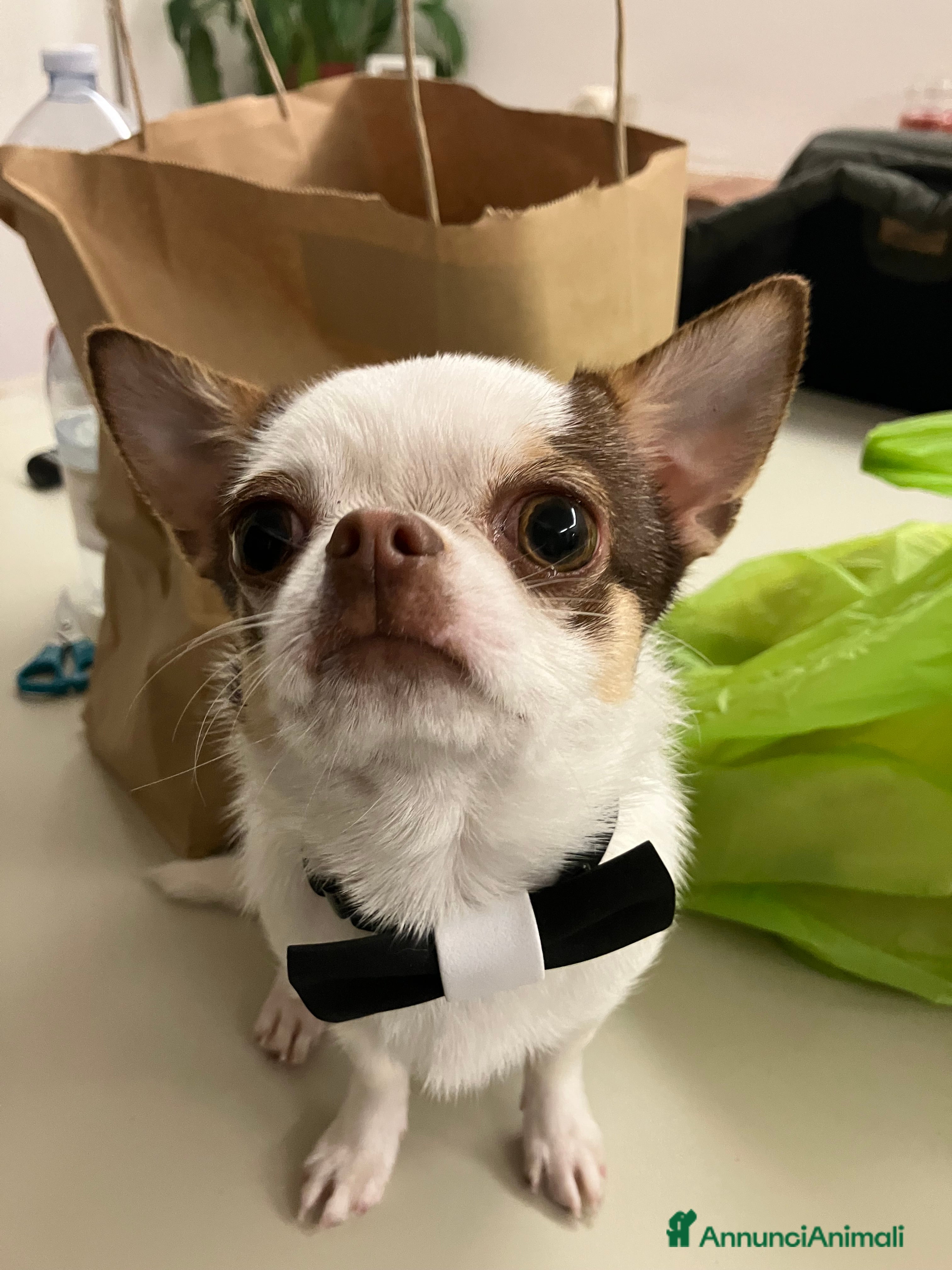 Chihuahua cani Chihuahua maschio a Provincia di Terni - Annuncio 1