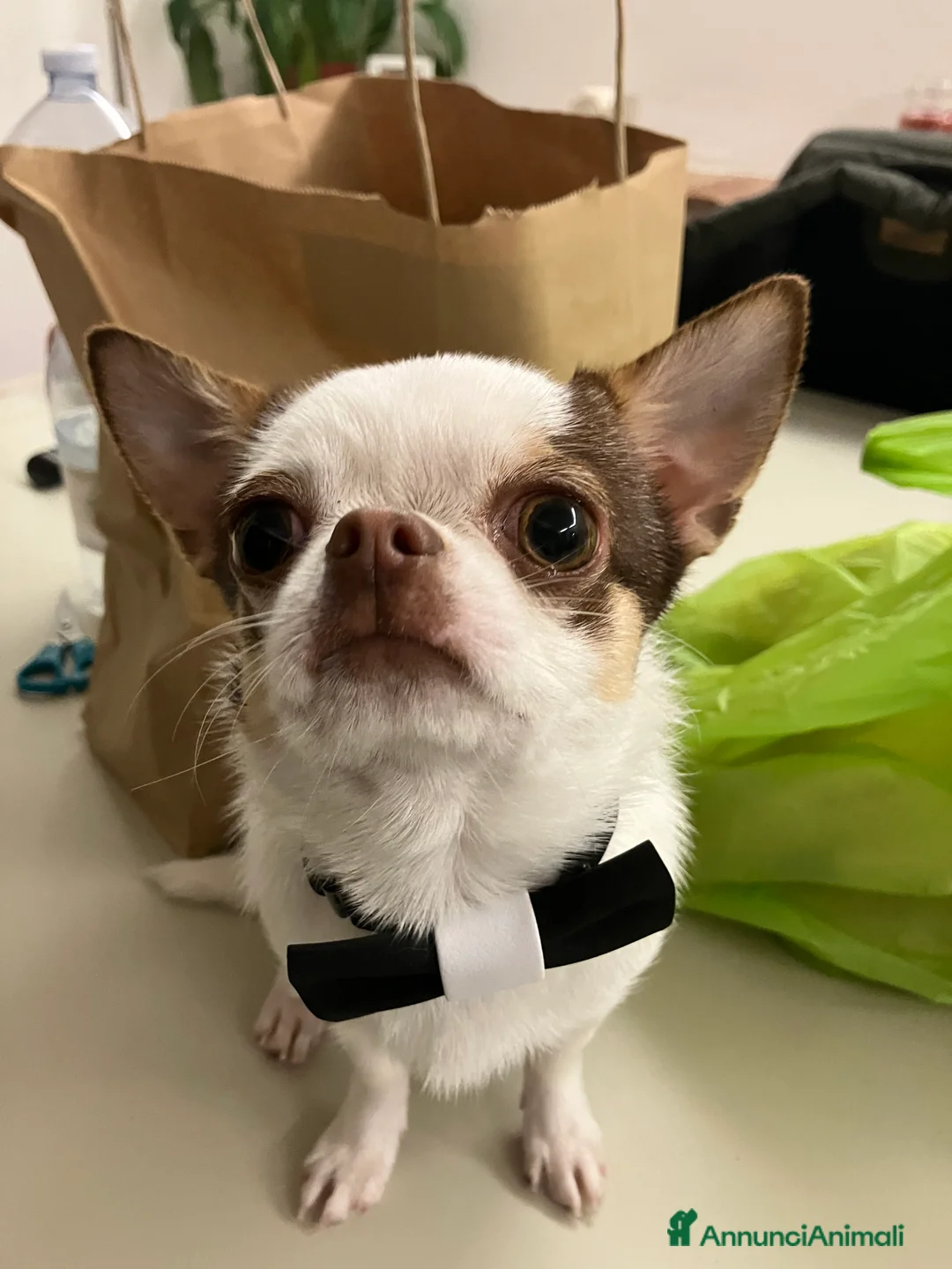 Chihuahua cani per accoppiamento: Chihuahua maschio a Provincia di Terni - Annuncio 1