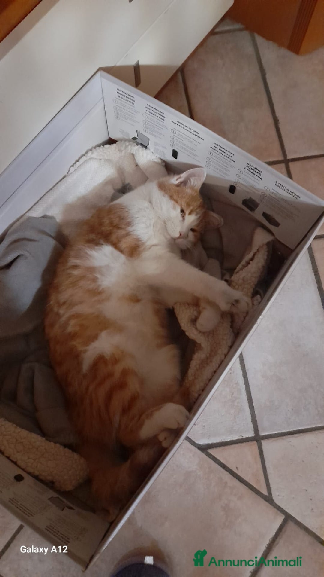 Altre razze gatti in regalo: GATTINO DOLCISSIMO - Annuncio 7