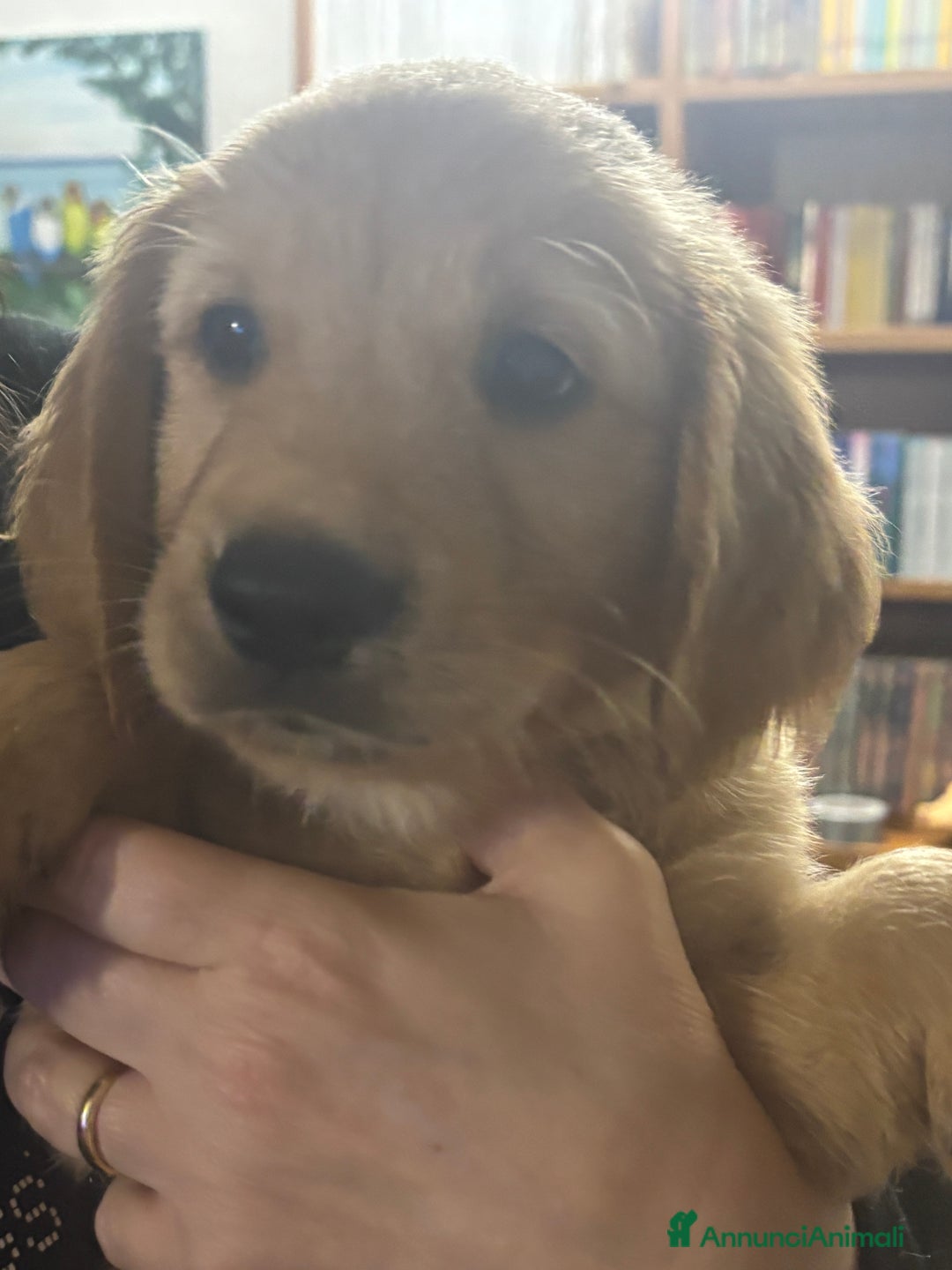 Golden Retriever cani in vendita: Golden Retriver  - Annuncio 5