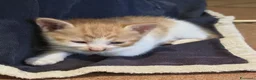 Europeo gatti in regalo: GATTINO 2 MESI a Provincia di Varese - Annuncio 6