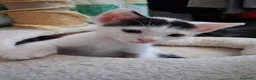 Meticcio gatti in regalo: Tre simpatiche canaglie ❤️ - Annuncio 13