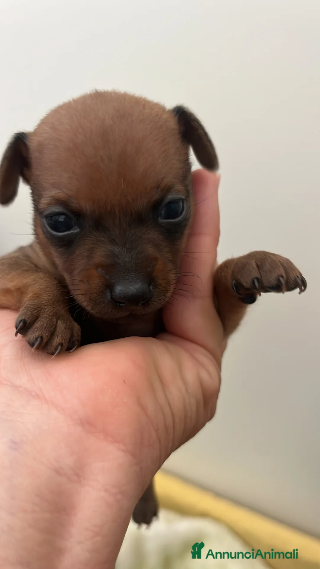 Pinscher Miniatura cani in vendita: Pinscher toy miniature  a Provincia di Latina - Annuncio 2