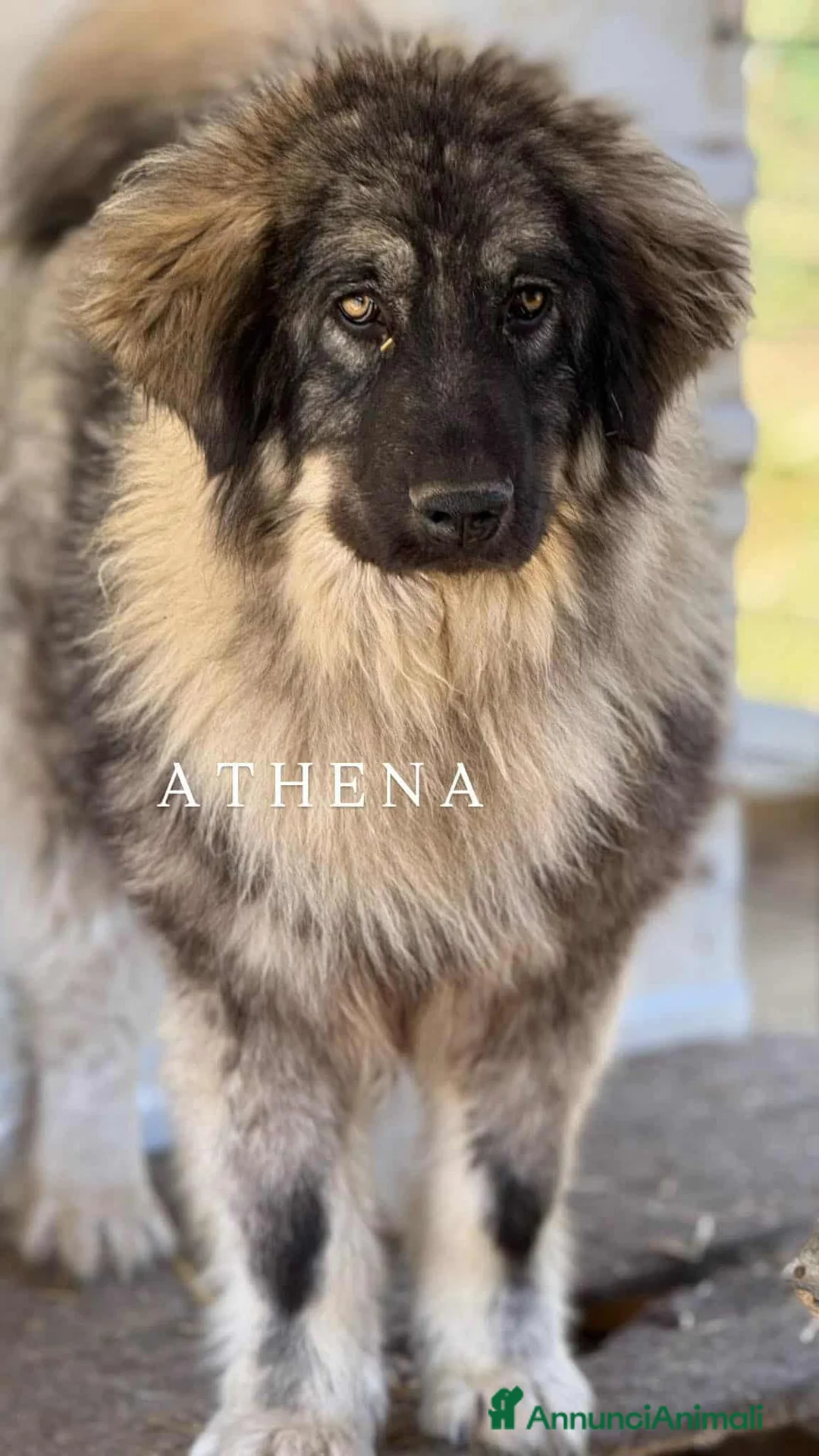 Pastore di Ciarplanina cani in regalo: OLIMPIA, ATHENA e ULISSE: magnifici CIARPLANINA! - Annuncio 3