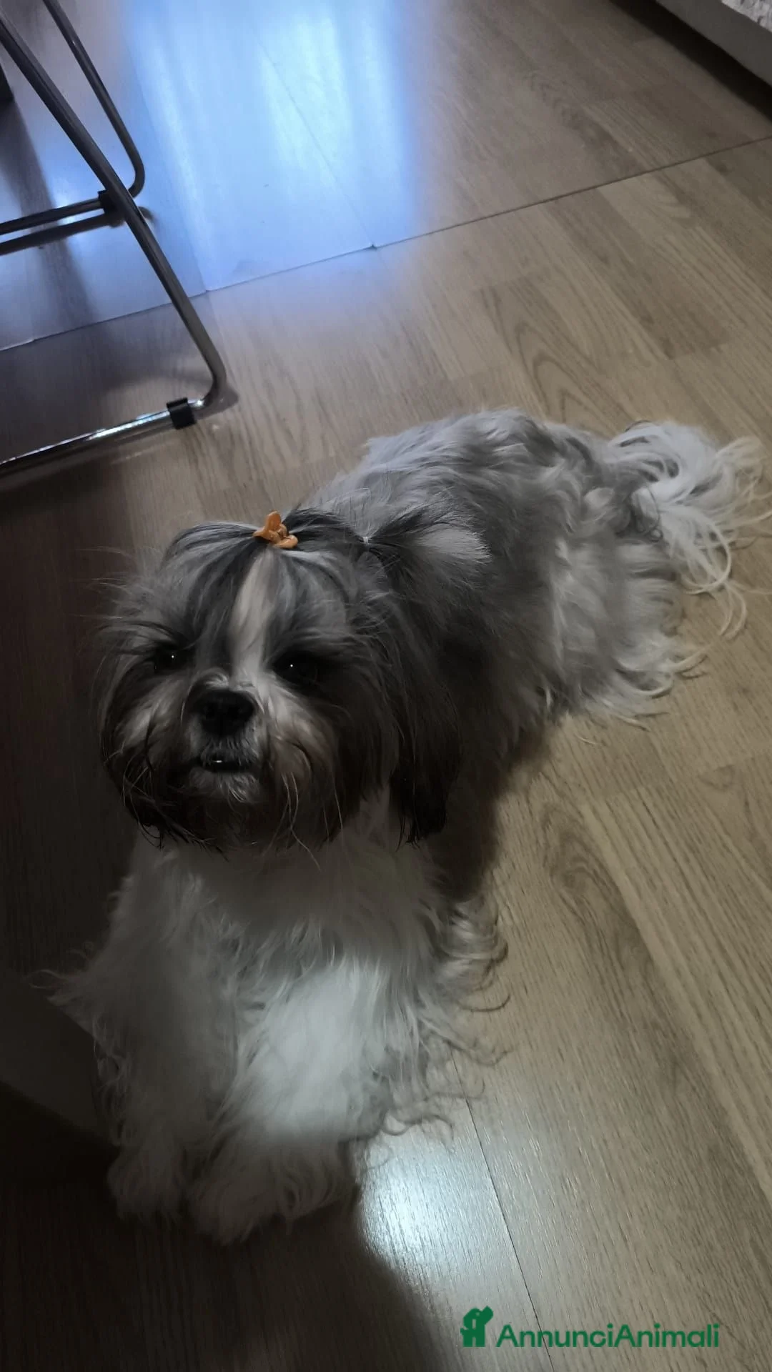 Shih Tzu cani in vendita: 3 cuccioli shih tzu  - Annuncio 6