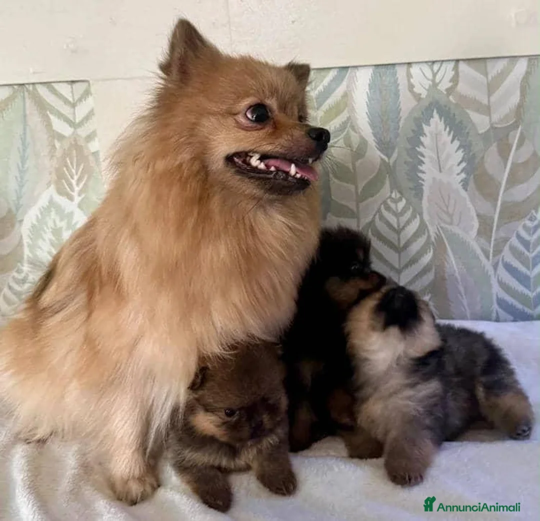 Volpino Pomerania cani in vendita: Bellissimi cuccioli di Pomerania  a Città metropolitana di Roma Capitale - Annuncio 20