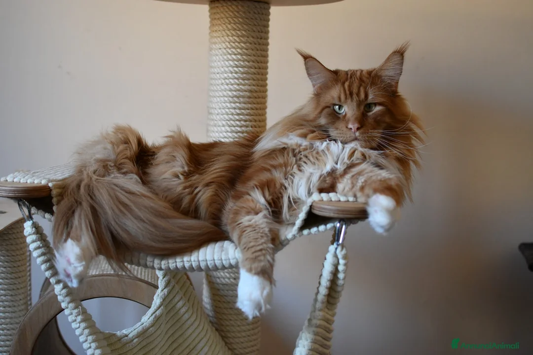 Immagine della galleria {{count}}