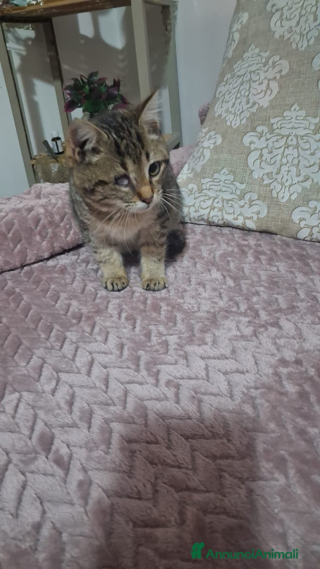 Altre razze gatti in regalo: GATTINI SPECIALI  - Annuncio 11