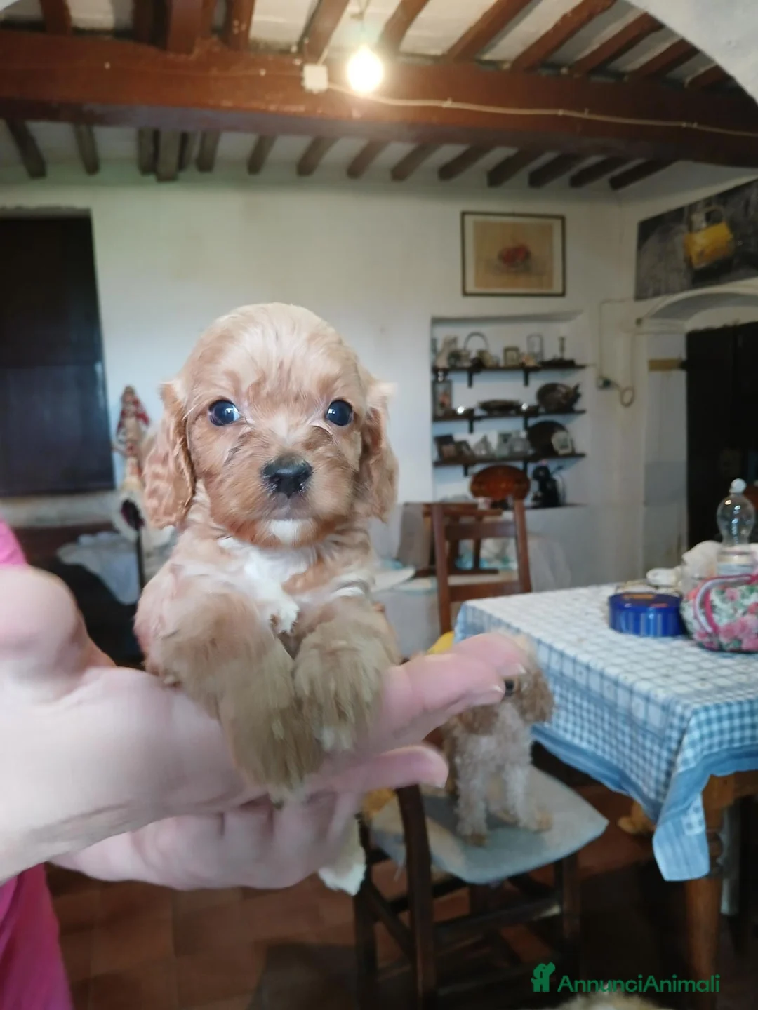 Cavapoo cani in vendita: Cuccioli di cavapoo - Annuncio 2
