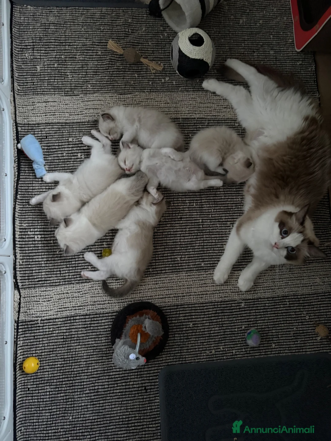 Ragdoll gatti in vendita: Cuccioli Ragdoll con pedigree  - Annuncio 1