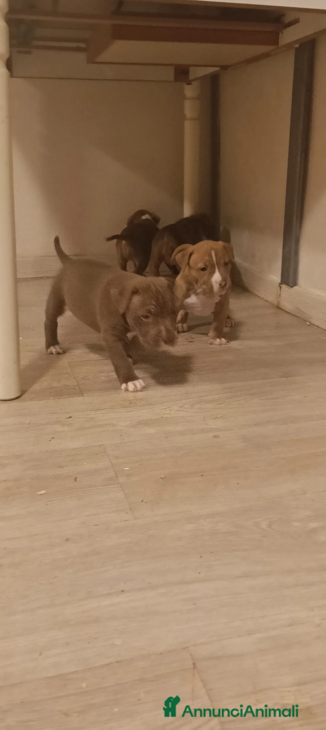 Pitbull cani in vendita: Cuccioli di american Pitbull terrier  - Annuncio 3