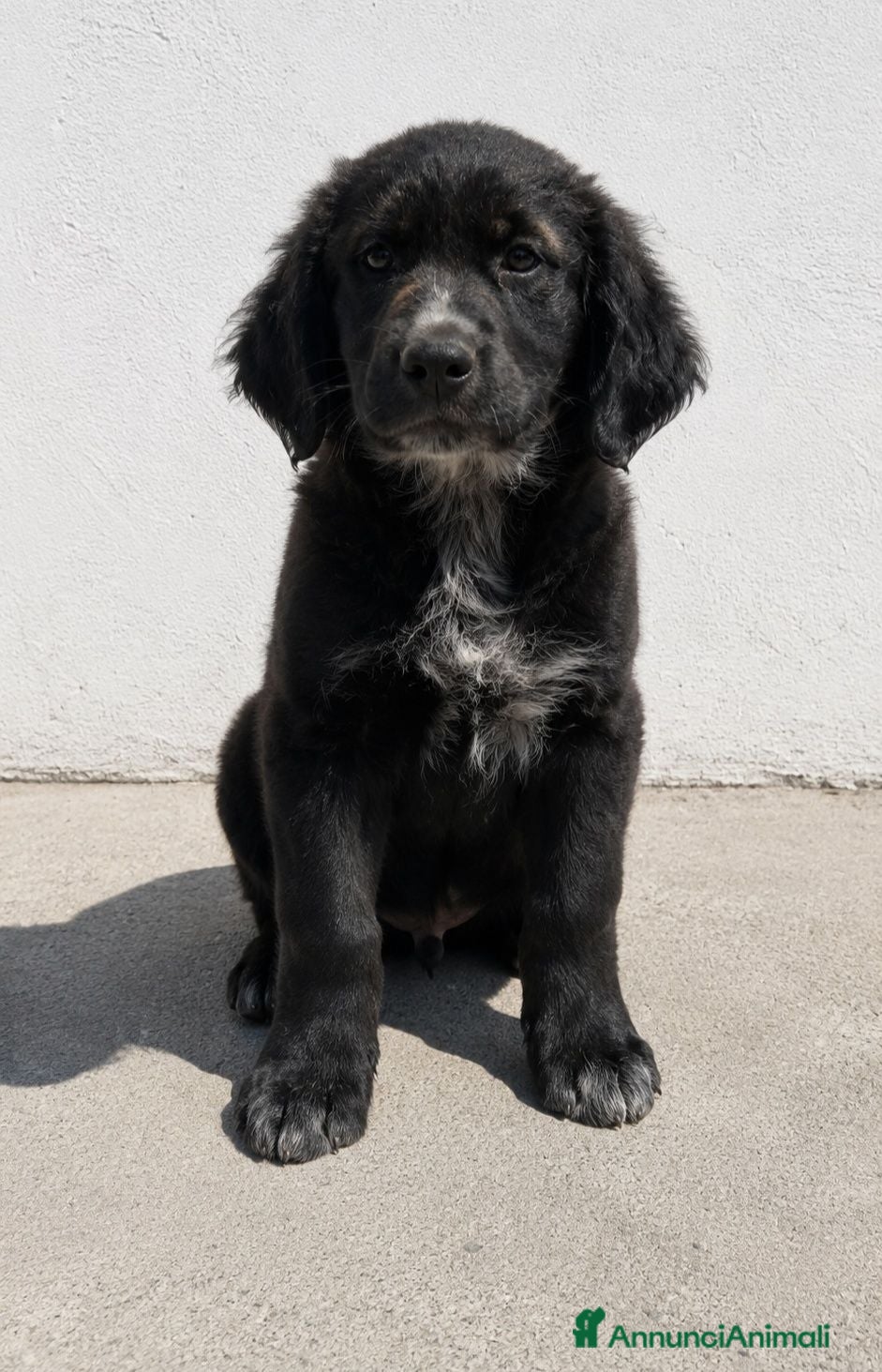 Meticcio cani Isotta Daemon Isabel Cecilia Brio - Annuncio 1