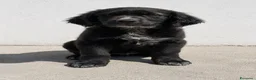 Meticcio cani in regalo: Isotta Daemon Isabel Cecilia Brio - Annuncio 1