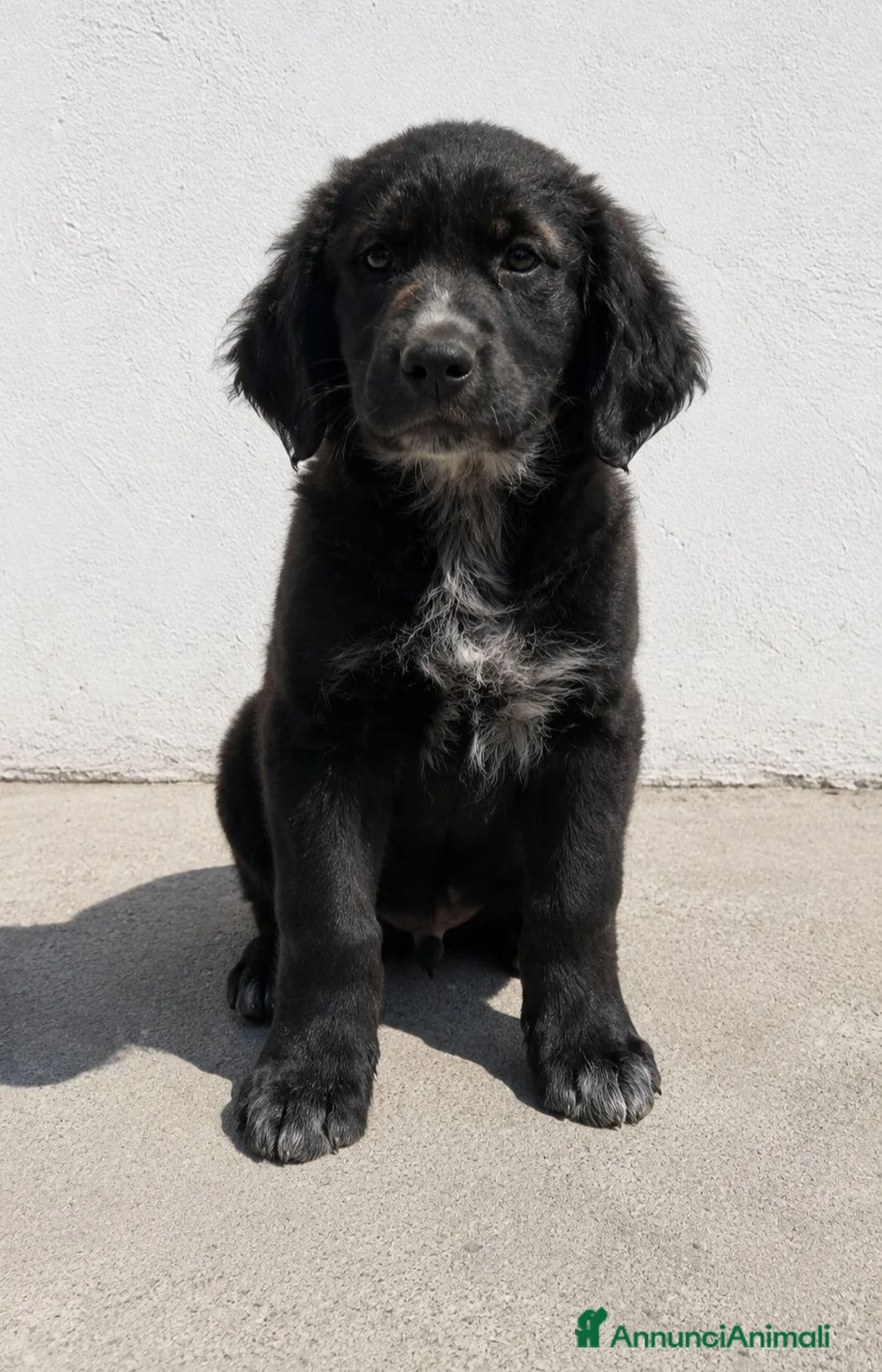 Meticcio cani in regalo: Isotta Daemon Isabel Cecilia Brio - Annuncio 1