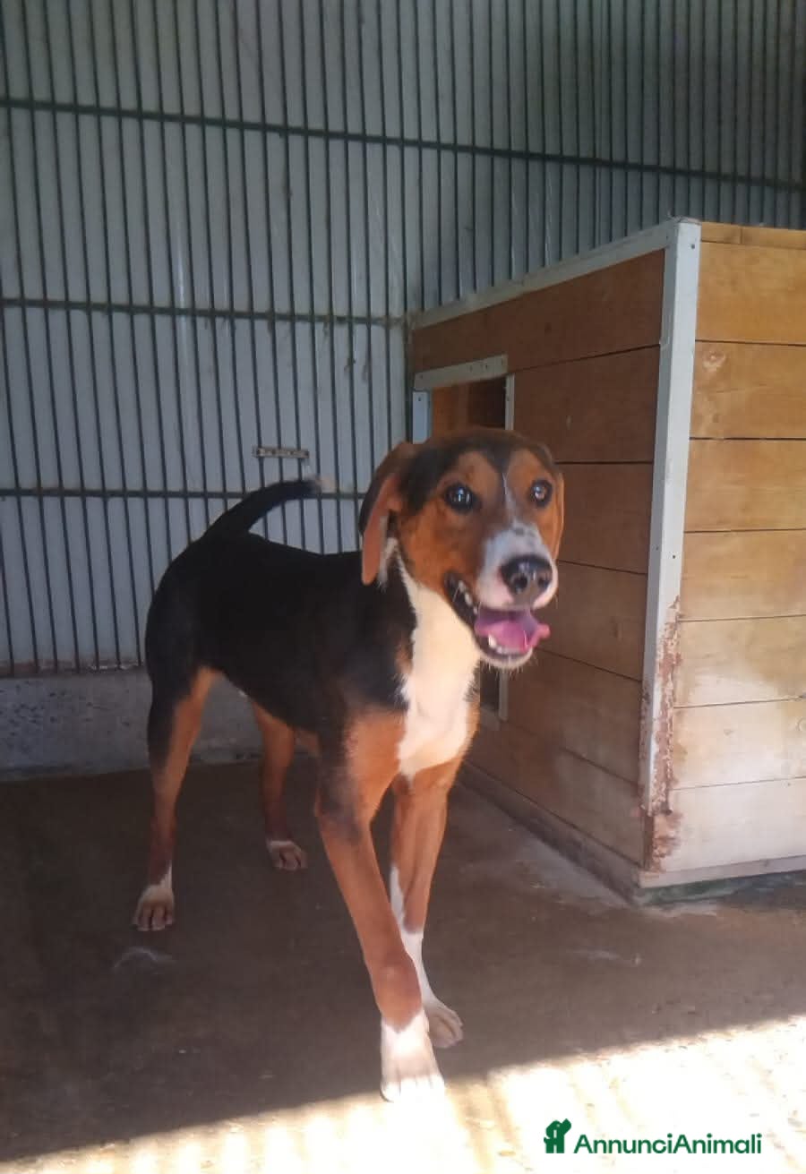 Segugio cani Marcello a Provincia di Viterbo - Annuncio 2