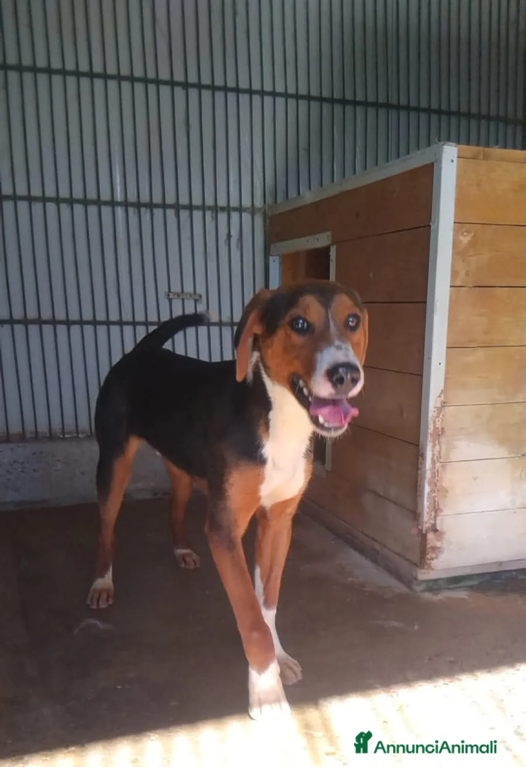 Segugio cani in regalo: Marcello a Provincia di Viterbo - Annuncio 2