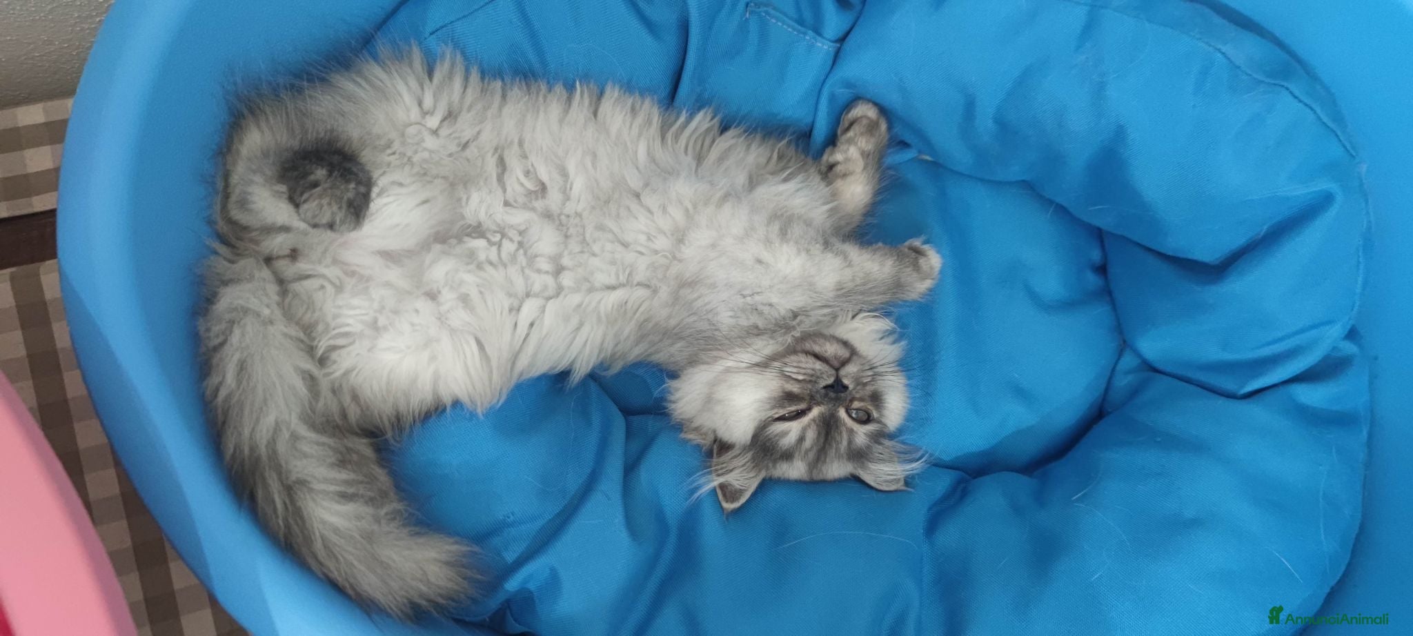 Persiano gatti Persiano  - Annuncio 2
