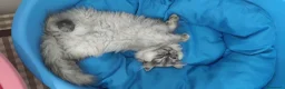 Persiano gatti in vendita: Persiano  - Annuncio 1