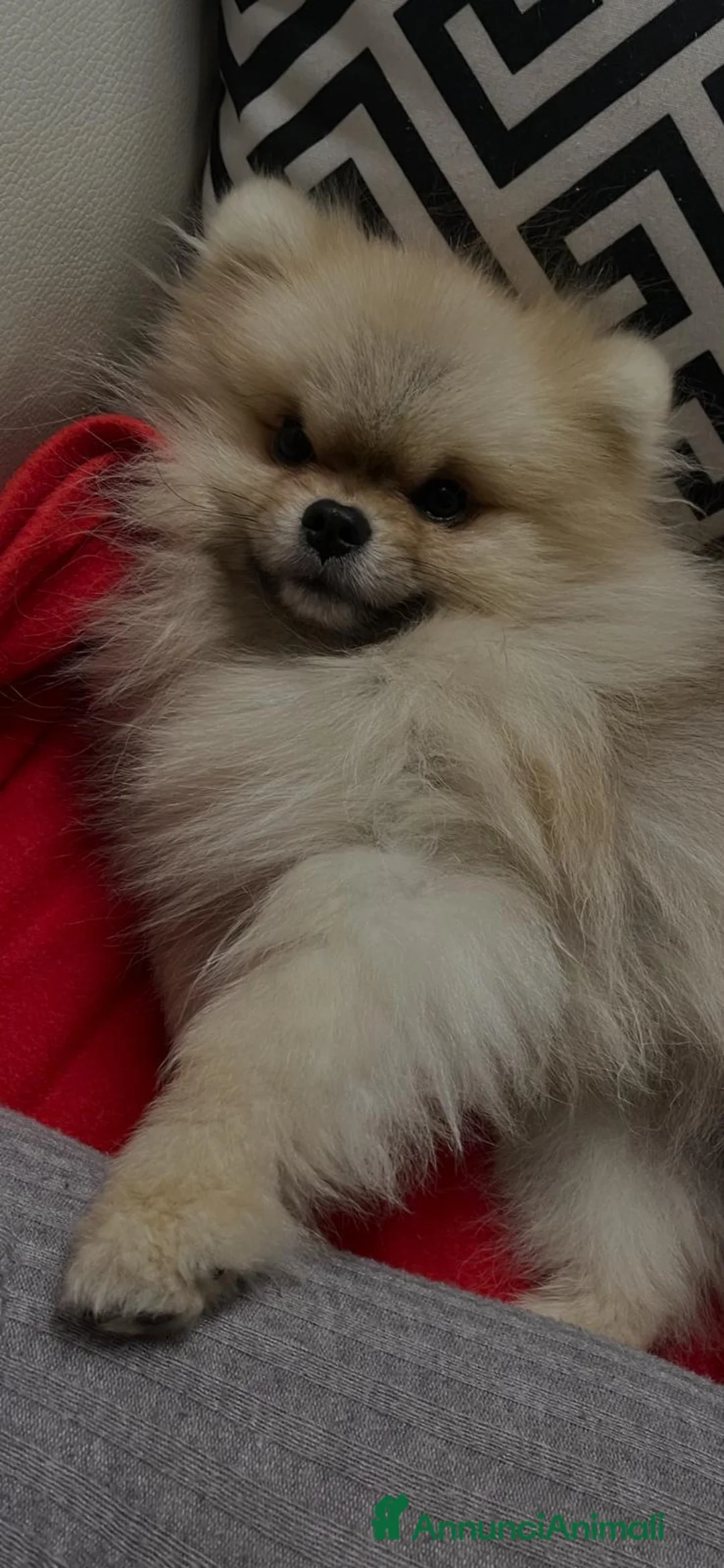 Volpino Pomerania cani per accoppiamento: Pomerania Orange Sable disponibile per Monta  a Ente di decentramento regionale di Udine - Annuncio 1