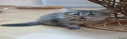 Siberiano gatti in vendita: Bellissimo cucciolo siberiano a Città Metropolitana di Bologna - Annuncio 8