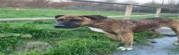 Meticcio cani in regalo: MORGANA superaffettuosa! - Annuncio 9