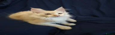 Maine Coon 5