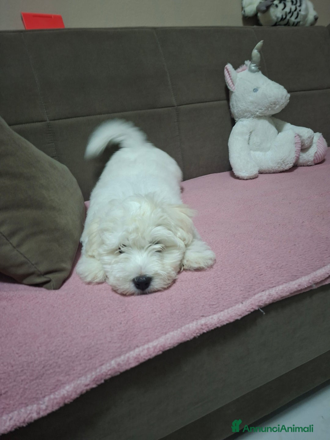 Maltese cani in vendita: Disponibili bishon maltese  - Annuncio 3