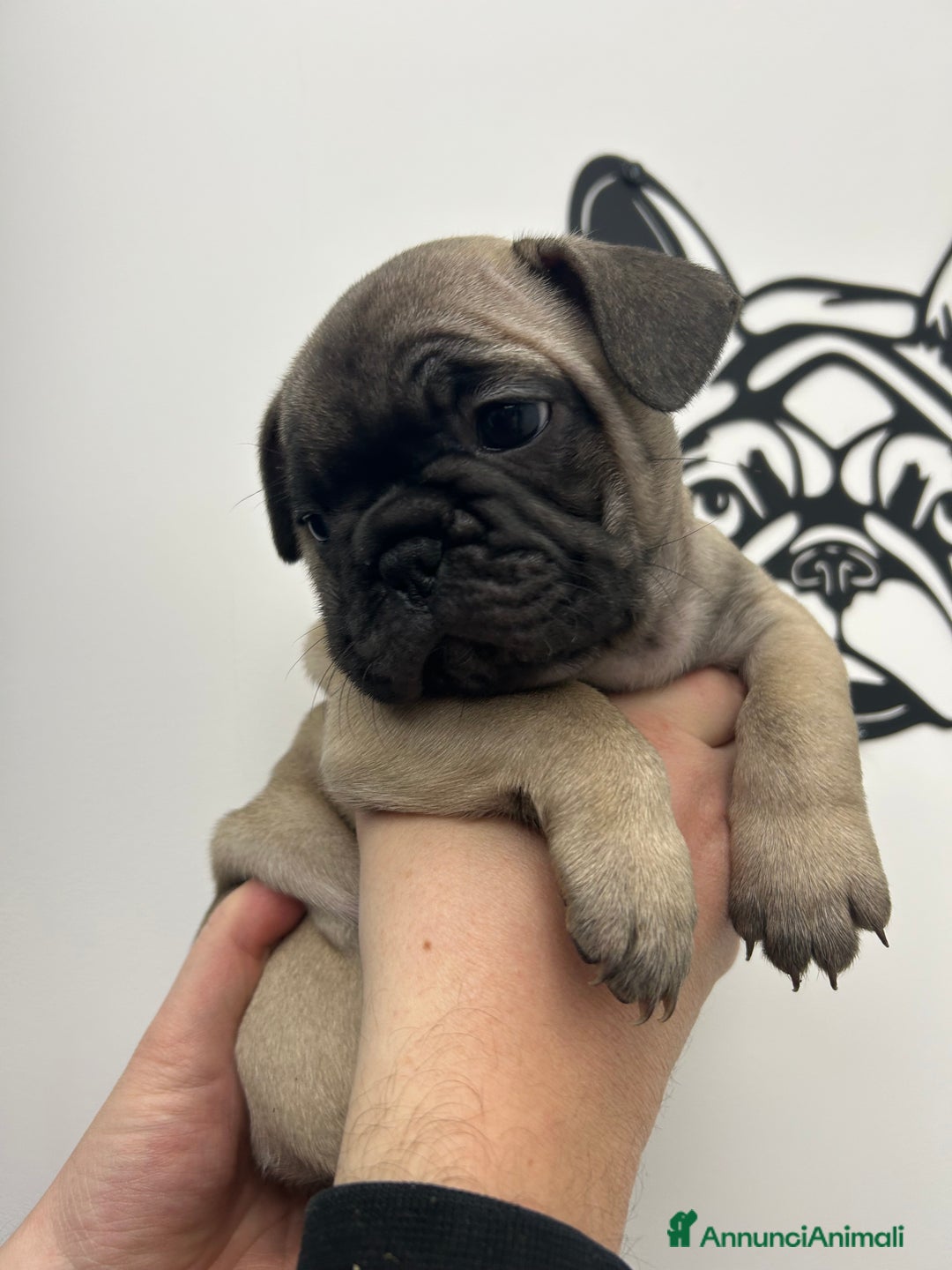 Bulldog Francese cani in vendita: Cuccioli di bulldog francese ❤️ - Annuncio 15