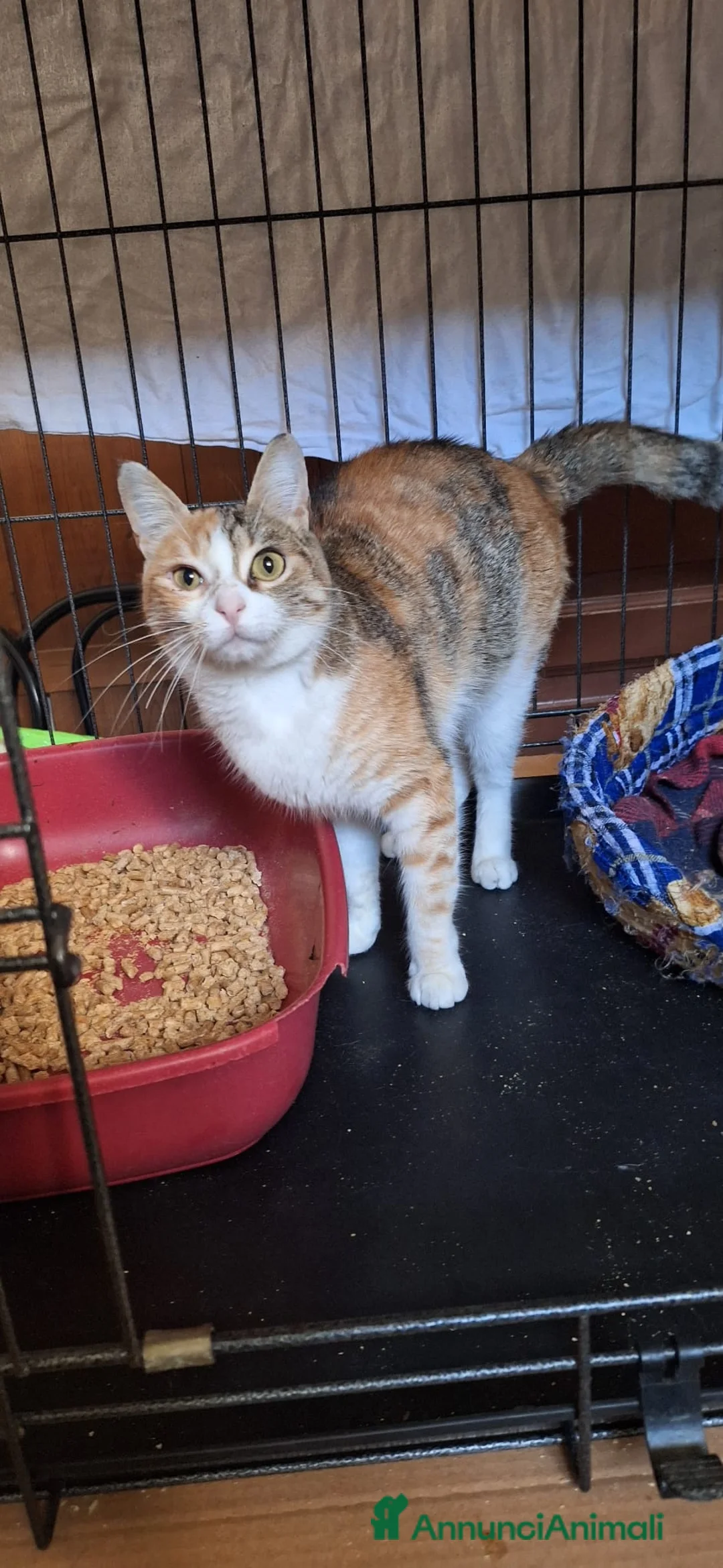 Europeo gatti in regalo: Maggie, abbandonata è pronta ad amare di nuovo  - Annuncio 4