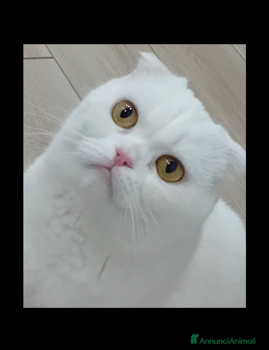 British gatti Vendo bellissimo gattino british  - Annuncio 9