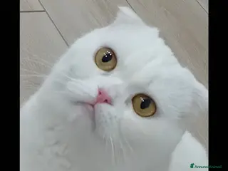 British gatti Vendo bellissimo gattino british - Annuncio 13