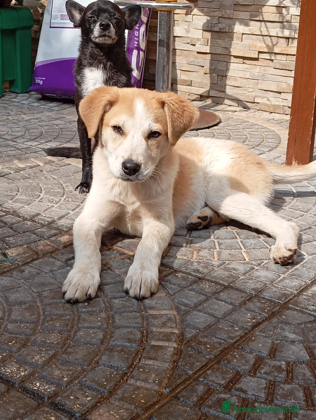 Meticcio cani in regalo: Anna,taglia media! (25kg-4mesi) - Annuncio 2
