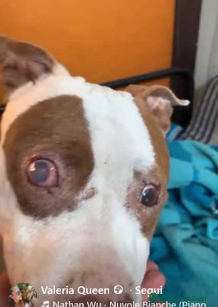 Pitbull cani ADOZ.+CHE URGENTE ‼️:ipovedente,la morirà xke sola - Annuncio 1