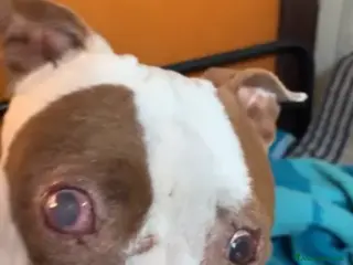 Pitbull cani ADOZ.+CHE URGENTE ‼️:ipovedente,la morirà xke sola - Annuncio 1