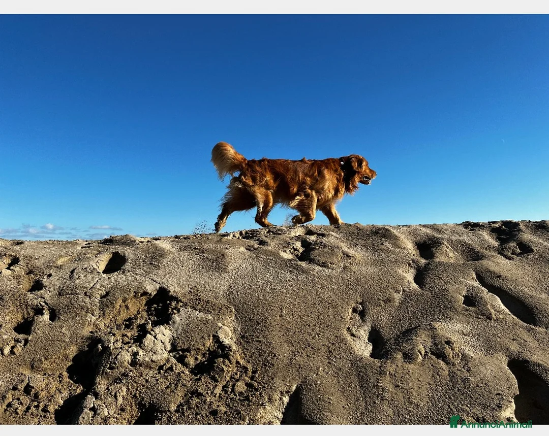 Golden Retriever cani per accoppiamento: Golden Retriever, Inglese. Ettore, cerca fidanzata a Città Metropolitana di Torino - Annuncio 9