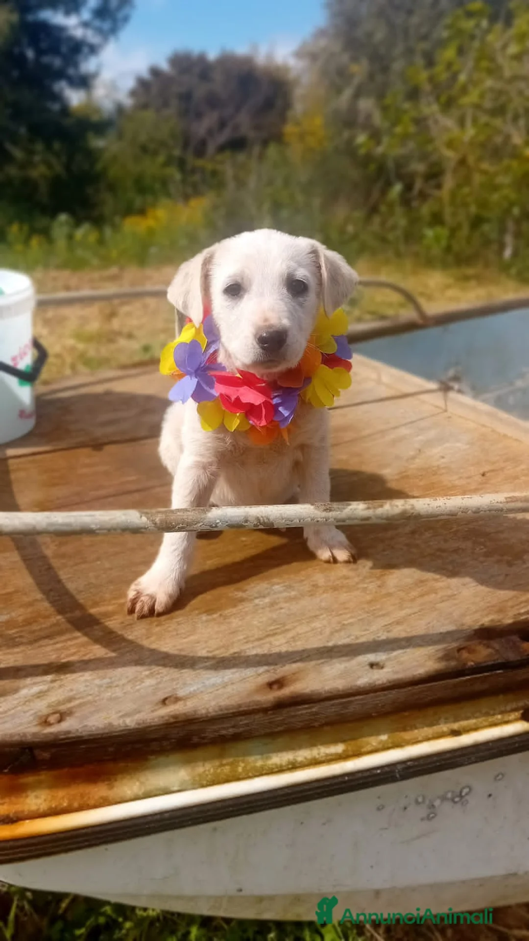 Meticcio cani in regalo: LUCREZIA, LARA, PAOLA, LINDA E LEDA - Annuncio 2