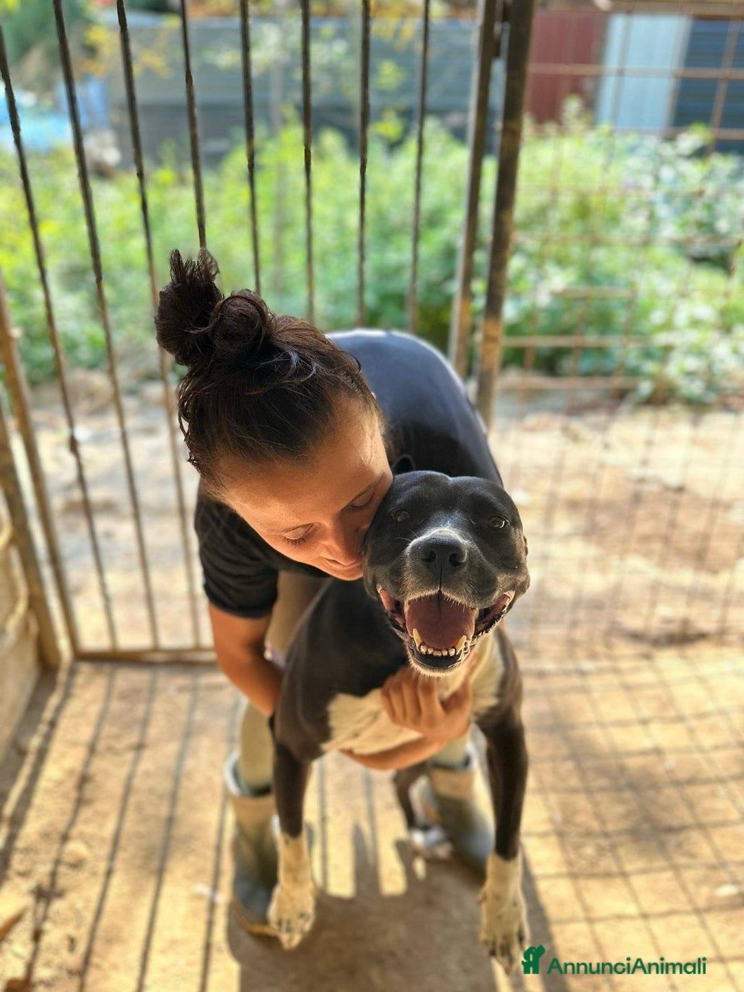 Staffordshire cani in regalo: ROSA, mix STAFFY incredibilmente coccolona! - Annuncio 4