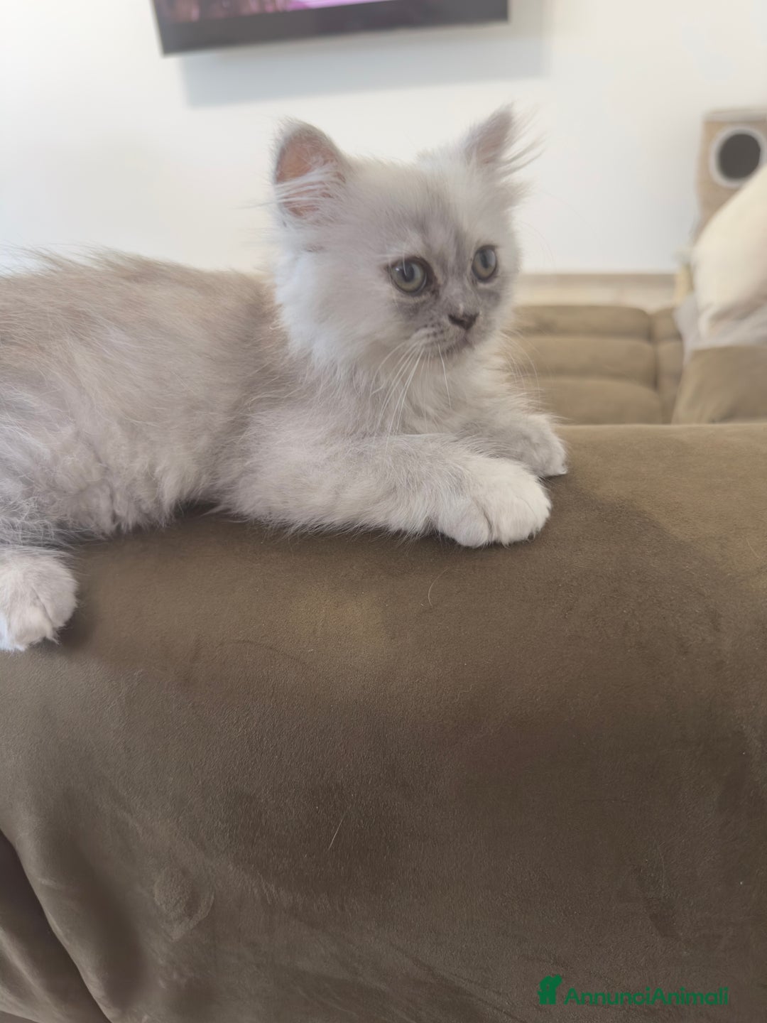 Persiano gatti in vendita: Gattine persiane a Provincia di Brescia - Immagine 4