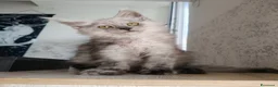 Maine Coon gatti in vendita: Cucciola Maine Coon Black smoke  - Annuncio 7