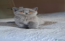 British gatti in vendita: Disponibile cucciolo maschio e femmina blu - Immagine 5