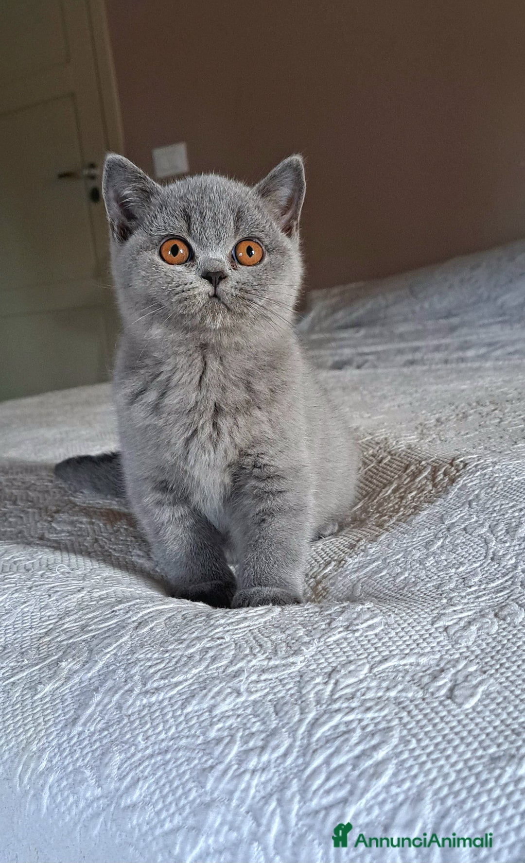 British gatti in vendita: Disponibile cucciolo maschio e femmina blu - Immagine 5