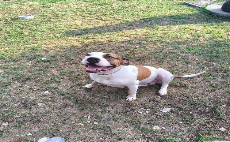American Bully cani a Provincia di Frosinone - Annuncio 1