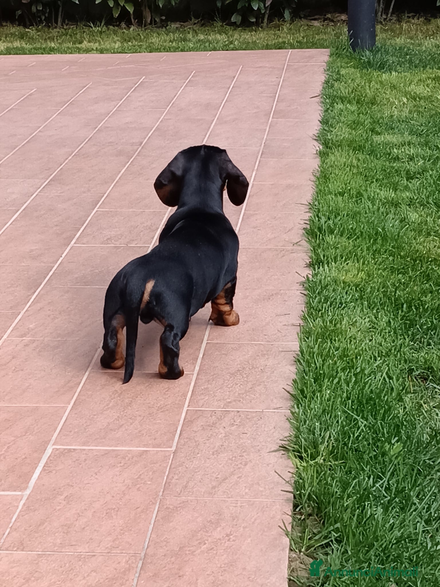 Bassotto cani Bassotto tedesco  - Annuncio 6