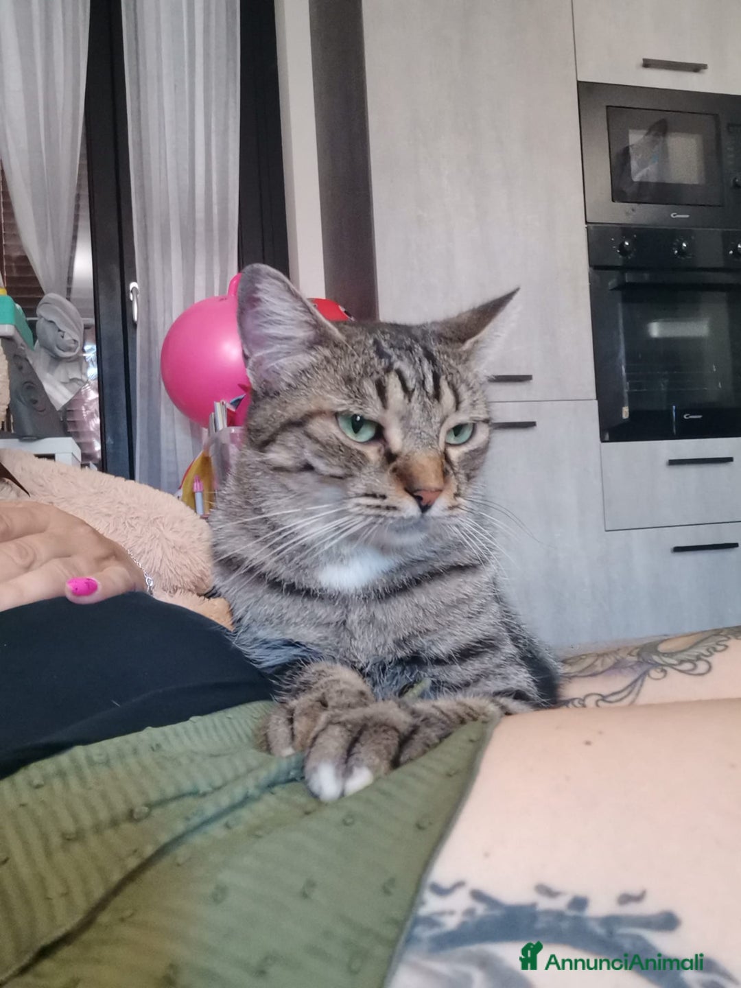 Europeo gatti in regalo: Gatti europei fratelli - Annuncio 7