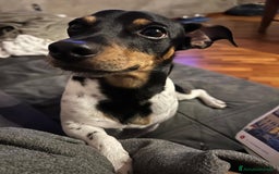 Jack Russell cani per accoppiamento: Charlie cerca fidanzatina !! - Immagine 2