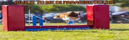 Border Collie cani in vendita: Border collie  - Annuncio 7