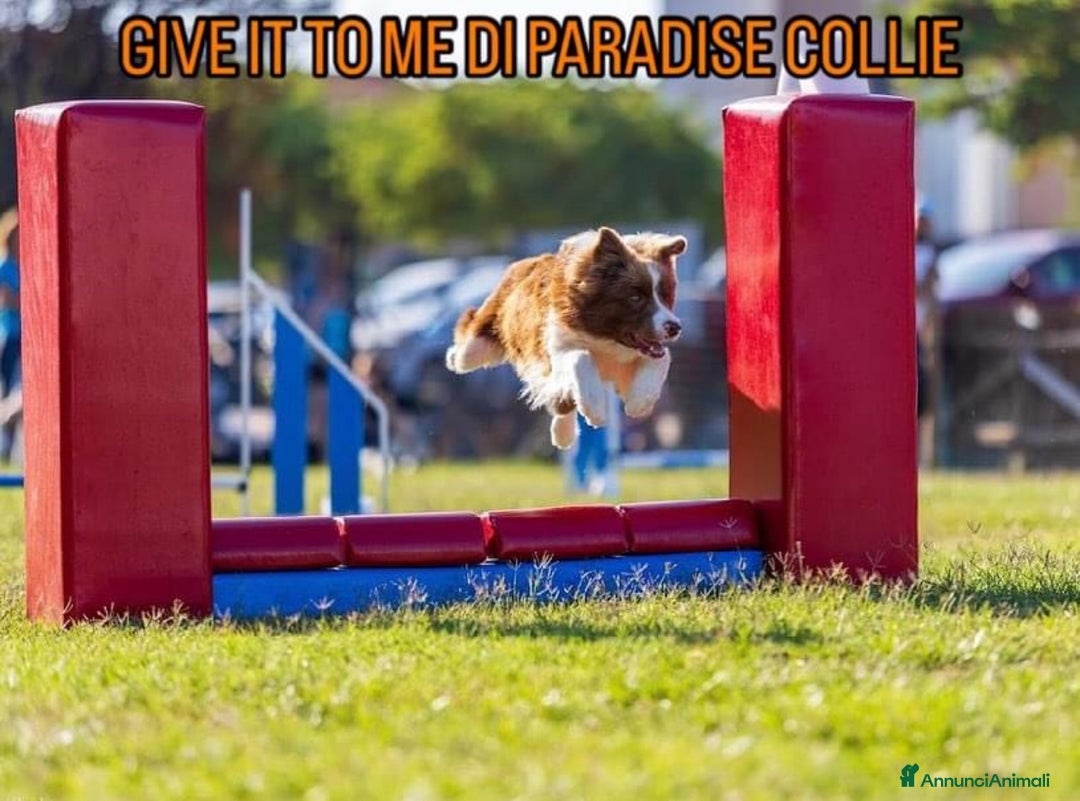 Border Collie cani in vendita: Border collie  - Annuncio 7