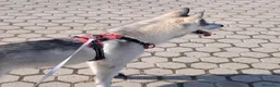 Altre razze cani in regalo: Samia a Provincia di Monza e della Brianza - Annuncio 3